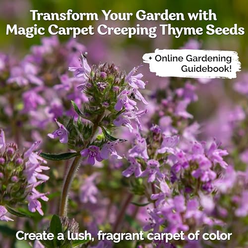 KVITER 5000 Purple Creeping Thyme Seeds for Planting (Thymus serpyllum), Heirloom Creeping Thyme Seeds Ground Cover Plants, Bee-Friendly Perennial Garden Seeds, Ideal Flower for Pathways, Rock Gardens