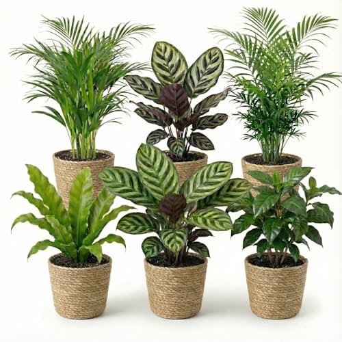 Ecoworld Luftreinigende Pflanzen – 6er Set Echte Zimmerpflanzen mit Seegras Töpfen – Tierfreundliche und Pflegeleichte Grünpflanzen – Ideal für Wenig Licht – Ø 12 cm ↥ 40 cm