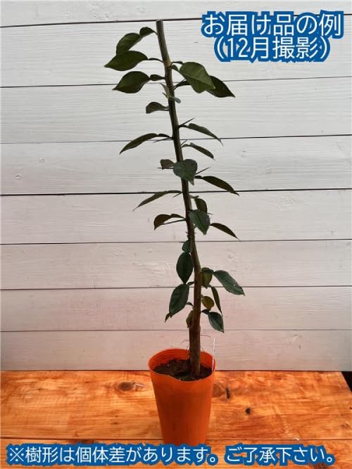 Amazon.co.jp: 果樹苗 柑橘系 一才ゆず (花ユズ） 4.5号(直径13.5cm) 1