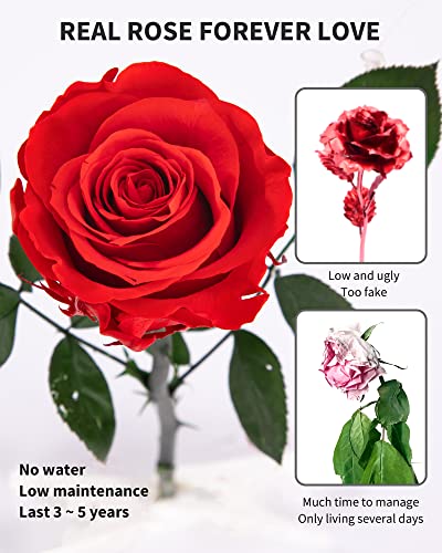 Sofliv PF-201 Mothers Day Rose Flower Gifts For Mom From Daughter And Son, Mom Gifts For Grandma, Unique Birthday Gifts For Women, Preserved Rose, Preserved Flowers For Delivery Prime thumb #2