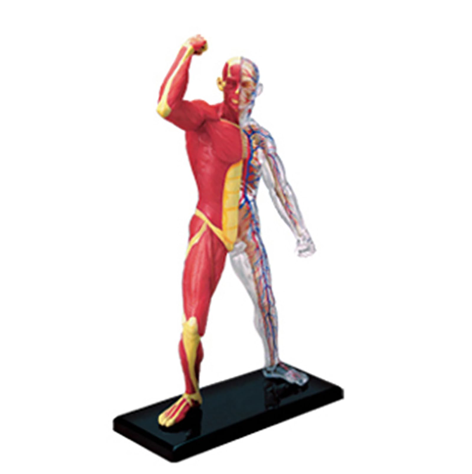 Genérico Modelo en Miniatura del Sistema Muscular, Anatomía Humana Modelo Músculo Esqueleto para Estudio y Exposición Modelo del Sistema Muscular Anatomía para Niños,Enseñanza Médica