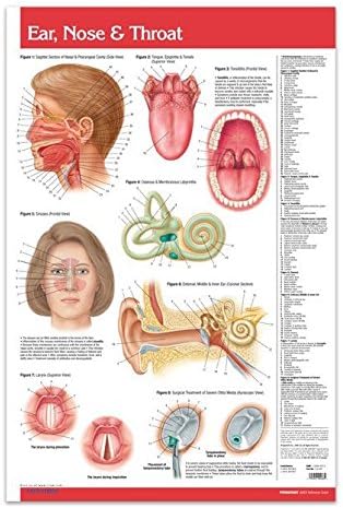 Ear, Nose & Throat Wall Chart Poster 24