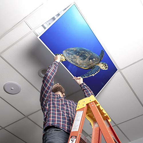 Image of Fluorescent Light Cover for Classroom Ceiling Lights - Premium Backlit Film Insert 2x4 (22.38 inchx46.5 inch) Florescent Fixture (Pack of 1) School, Office, Sensory, Improve Focus, Eliminate Headache - Turtle