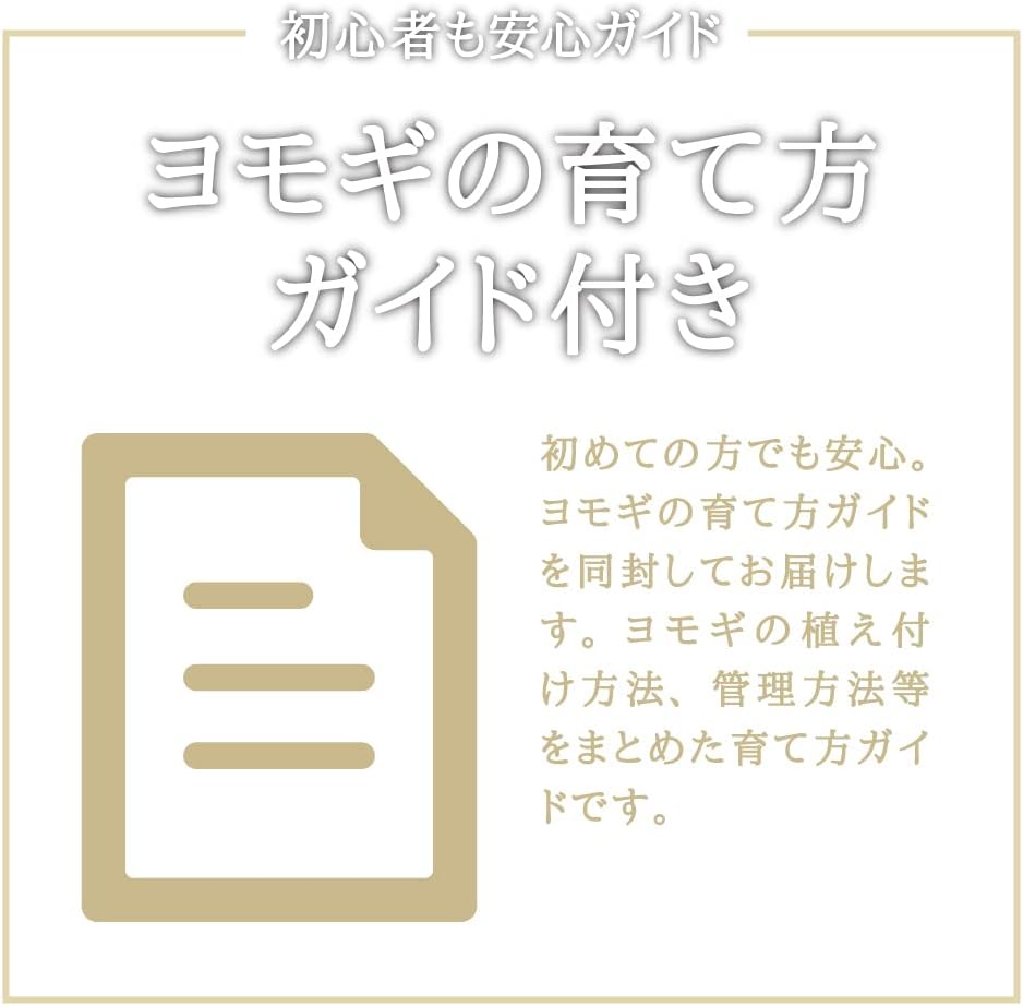 100 本物 よもぎの苗 食用 薬草 30株 株の大きさによる Www Direcauto Net 100 本物 よもぎの苗 食用 薬草 30株 株の大きさによる Www Direcauto Net