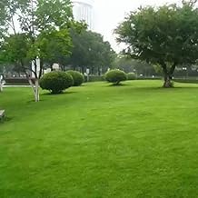 NatureHills_American Imported Bermuda Lawn Grass Seeds for Home and Gardening (Pack of 10000 Seeds) A_10