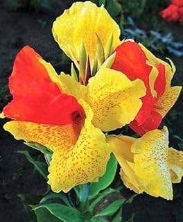 Canna Lily -1 Flower Bulb Plant Pot-image-11