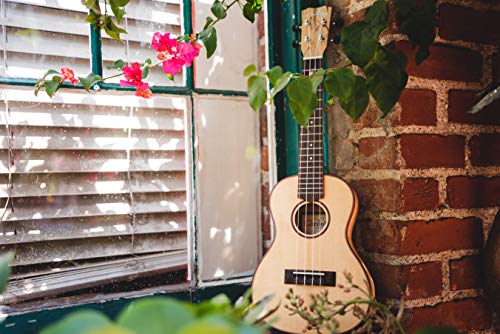 Cordoba 24C Spruce Concert Ukulele, 24 Series #TOP6