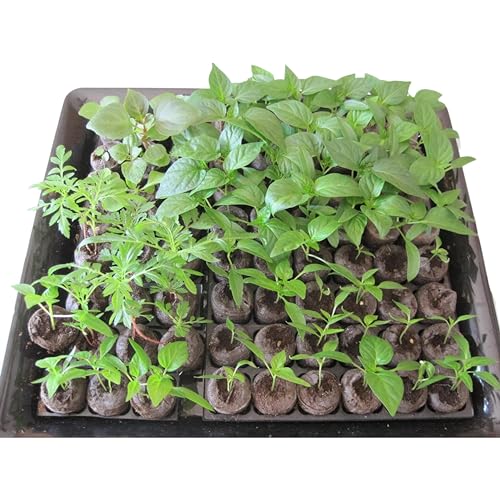 Image of Seedling Tray for Plants with Cocopeat - A 100% Organic Seed Germination Tray | Used as a Seed Germination kit for 100% Germination | 30mm Diameter (Pack of 100)