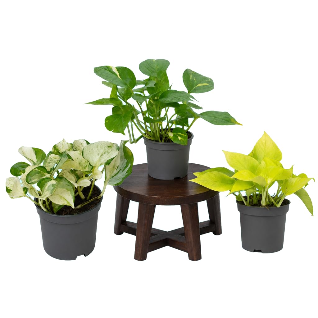 DECOALIVE Conjunto de 3 Plantas Vivas - Potho Verde, Potho Amarillo y Potho Variegata para Casa y Estanterías con Contraste de Tonalidades | Epipremnum Aureum