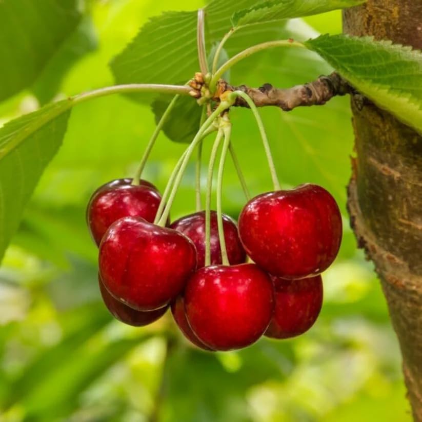 Image of Barbados Sweet Cherry Live Fruit Plant for Home Garden | Dwarf Fruit Plant for Pots | Easy Growing Cherry Plant for Balcony, Terrace, Outdoor & Indoor Sunlight | Fast Growing Fruit Tree
