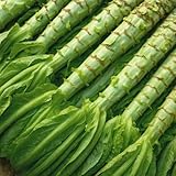 Salat-Spargel Celtuce – Wosun – Lactuca sativa var. angustana – Salate – Asiatische Delikatesse mit doppeltem Genusswert – 500 Samen