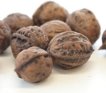 Amazon.co.jp: クルミ:オニクルミ(鬼グルミ)4~5号ポット Amazon.co.jp: クルミ:オニクルミ(鬼グルミ)4~5号ポット