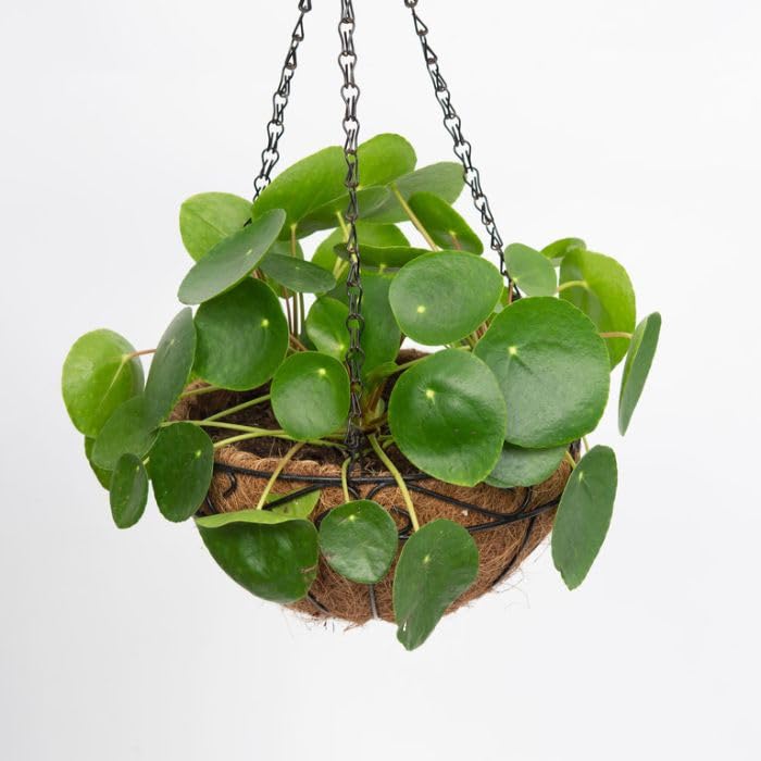 Image of CHINESE MONEY PLANT HYBRID ORGANIC INDOOR AND OUTDOOR PODA 1 HEALTHY LIVE GARDEN TREE