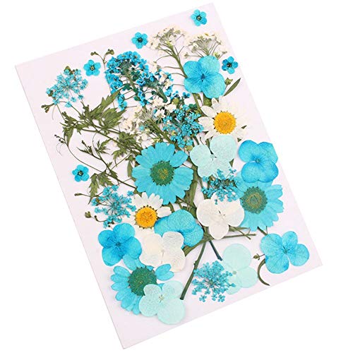Flores secas prensadas naturales para arte DIY miniatura 1