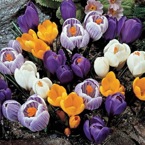 Crocus Flower Bulbs, Spring Time Mix, 10 Bulb Pack, This is Purple, Yellow and White Mix of Bulbs for Planting in Your Home Garden in The Fall for a Spring time Bloom. COOL BEANS N SPROUTS Brand.