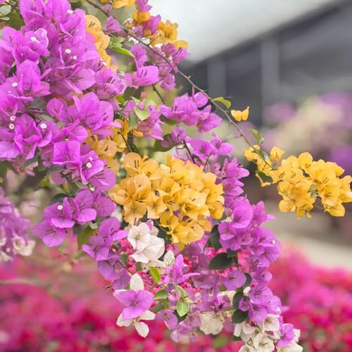 comprar semillas de buganvilla resistentes trepadoras resistentes, maceta al aire libre. triple arbustos perennes, semillas pradera orgánicas 70pcs