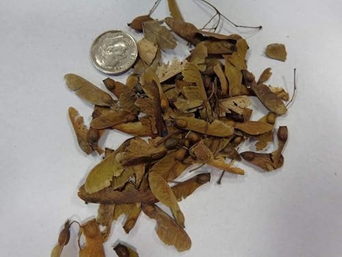 Miniatura 6 de 1-1000 semillas de árbol de arce japonés Acer Palmatum otoño otoño amarillo rojo 0179 (más de 250 semillas)