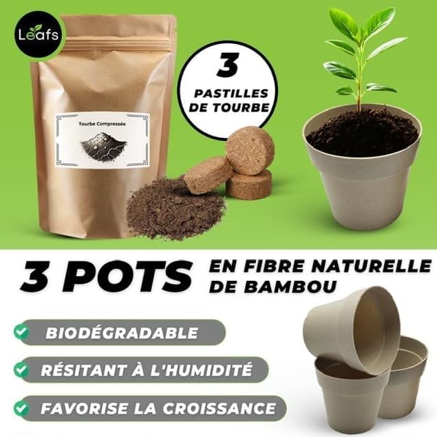 Kit Bonsai Plantation Coffret Cadeau Original Homme Femme Graines Glysines Pin Copalme Plantes Intérieur Extérieur