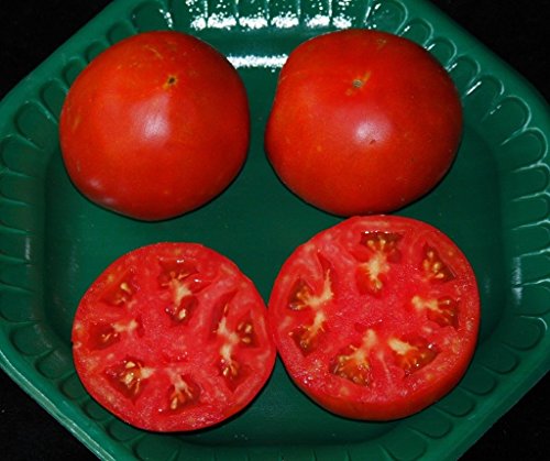 CELEBRITY HYBRID TOMATE SEEDSBULK 50-100 PKT. HEAVY: Only seeds