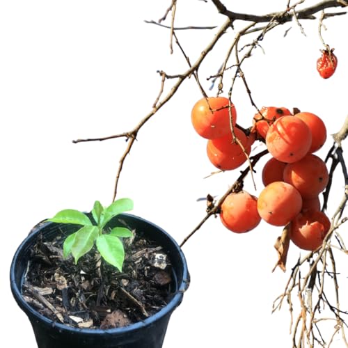 Smoke Camp Crafts American Persimmon Tree Seedling, Native Fruit Tree