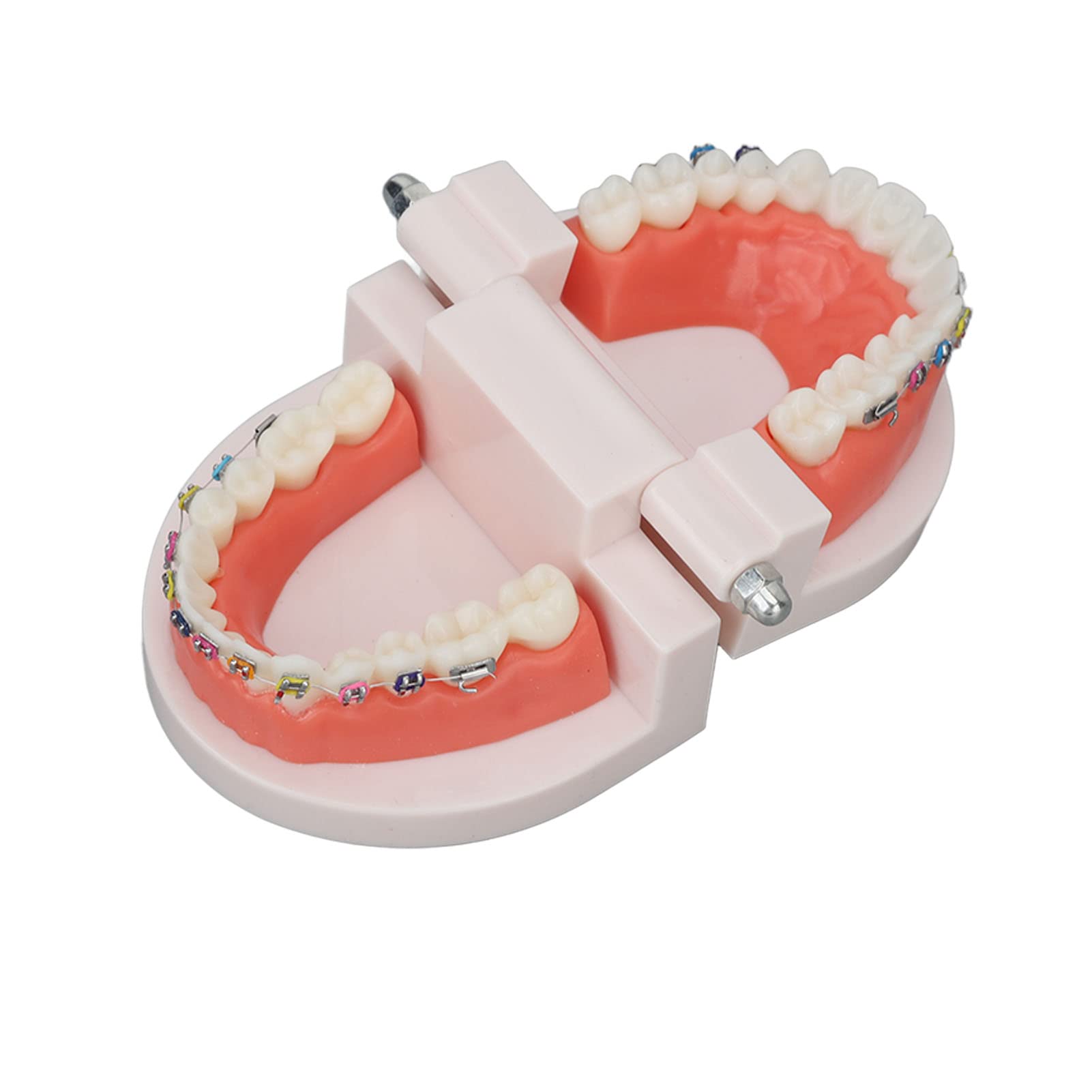 Tooth Demonstration Model - Dental Typodont With Orthodontic Bracket For Dentist Research Dental