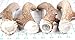 Big Dog Antler Chews - XL Deer Antler Dog Chew - Extra Large, Thick, Jumbo - 6 Inches or Longer - for Large Dogs and Puppies Who are Aggressive Chewers