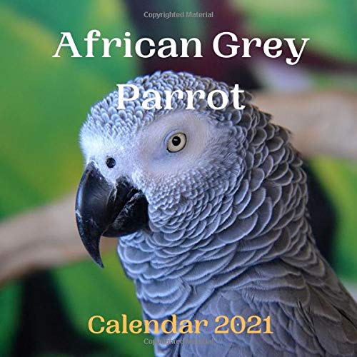 African Grey Parrot Calendar 2021