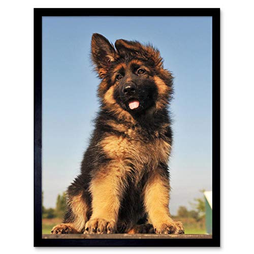Wee Blue Coo Puppy German Shepherd Alsatian Wall Art Print Mur Encadré Décor 30 x 41 cm