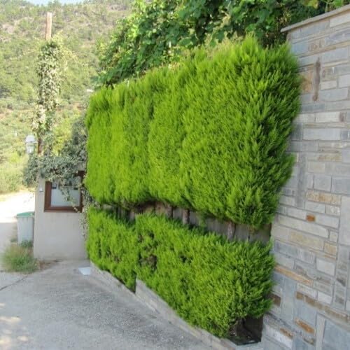 cupressus macrocarpa / Cipresso di Lambert