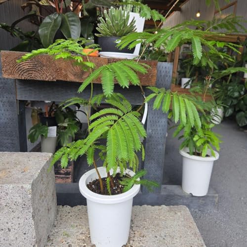 エバーフレッシュ　約2.2メートル エバーフレッシュ8号鉢植え（曲がり） の通販 | 園芸ネット