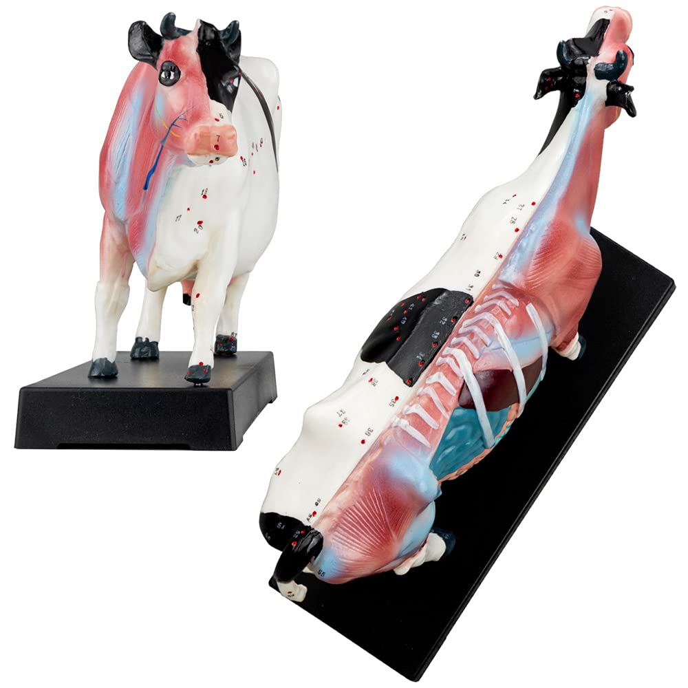 Acupuncture Anatomie Figure TCM Modèle Acupuncture Modèle Sélection Animal Chien Boeuf Cochon Cheval Chat Muscle Modèle, Modèle Animal:Boeuf