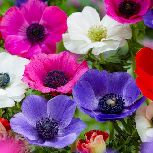 FLORIUM - Anemonen Zwiebeln De Caen Kollektion (50 pflanzen), 5...