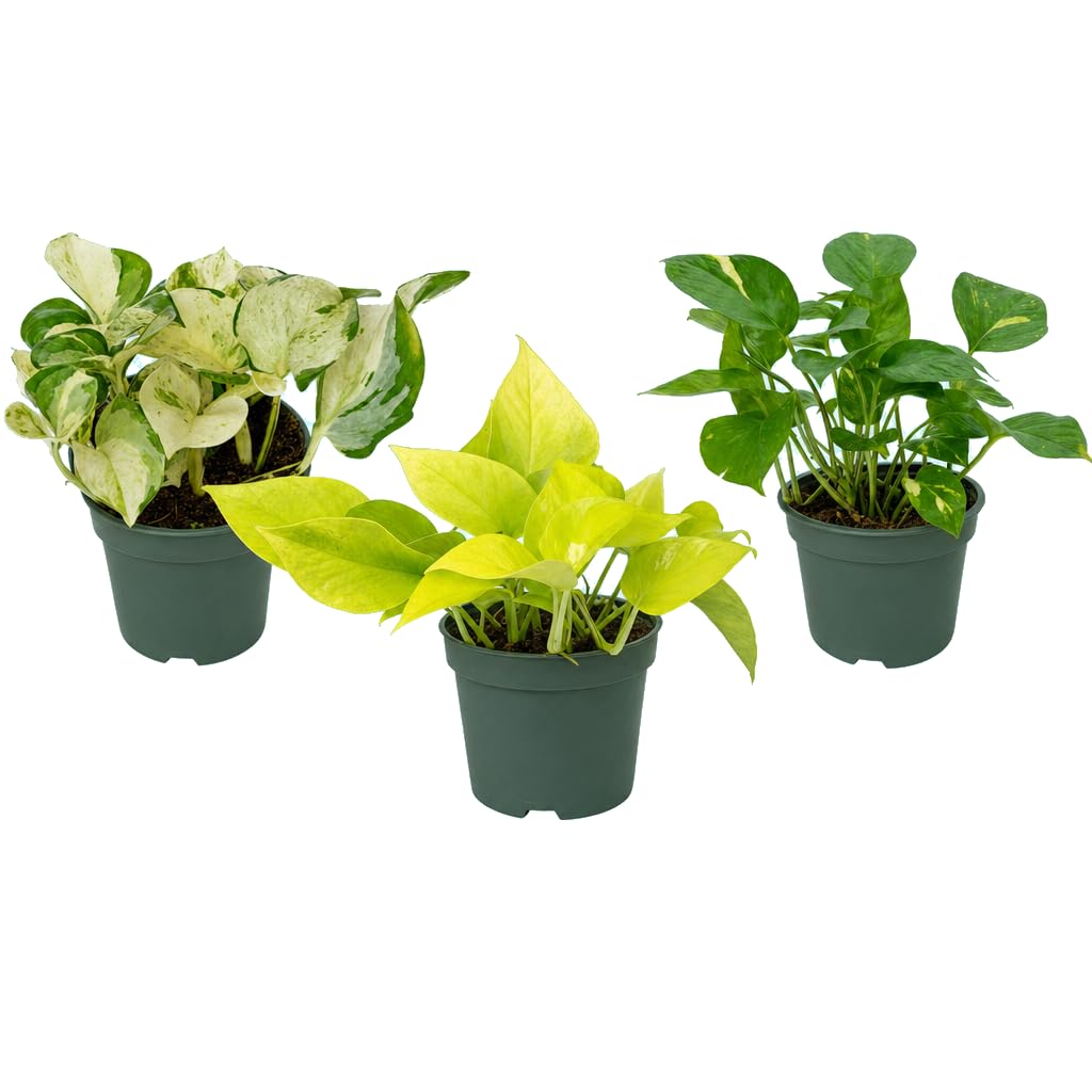 DECOALIVE Set Decorativo de 3 Plantas Vivas | Pothos Verde, Poto Dorado y Poto Variegado para Ambientes Interiores con Estética Botánica | Epipremnum Aureum