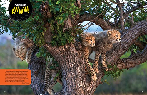 The Ultimate Book of Big Cats: Your guide to the secret lives of these fierce, fabulous felines (National Geographic Kids) - Image 3