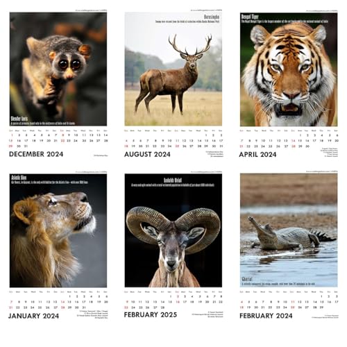 Image of Tallenge - Wild - 2025Wall Calendar - 12 x 17 Inches for Home & Office (Paper, Wall Calendar)