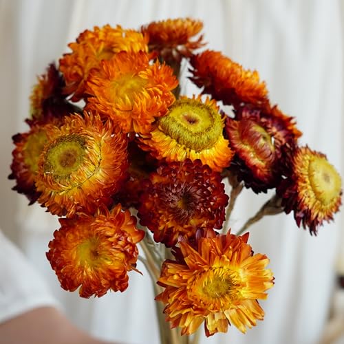 20 tallos de flores secas para decoración miniatura 4