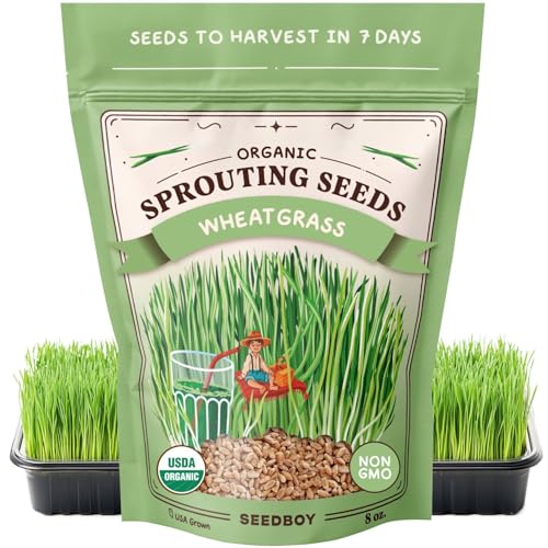 Seedboy Organic Wheatgrass Seeds – Hard Red Spring, Non-GMO, USA Grown Microgreens & Sprouting Seeds – 8 oz Bag Yields 8 Quarts (Hard Red Spring Wheatgrass)