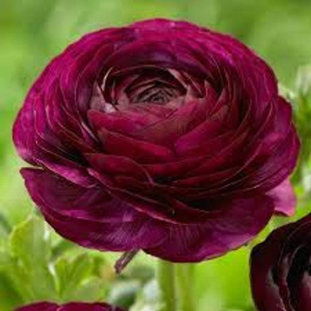 Plantogallery® Flower Bulbs | Ranunculus Double Buttercup Flower Bulbs For Home Gardening (Pack of 5 Bulbs Purple) (B08P7XD66H) Amazon Price History, Amazon Price Tracker
