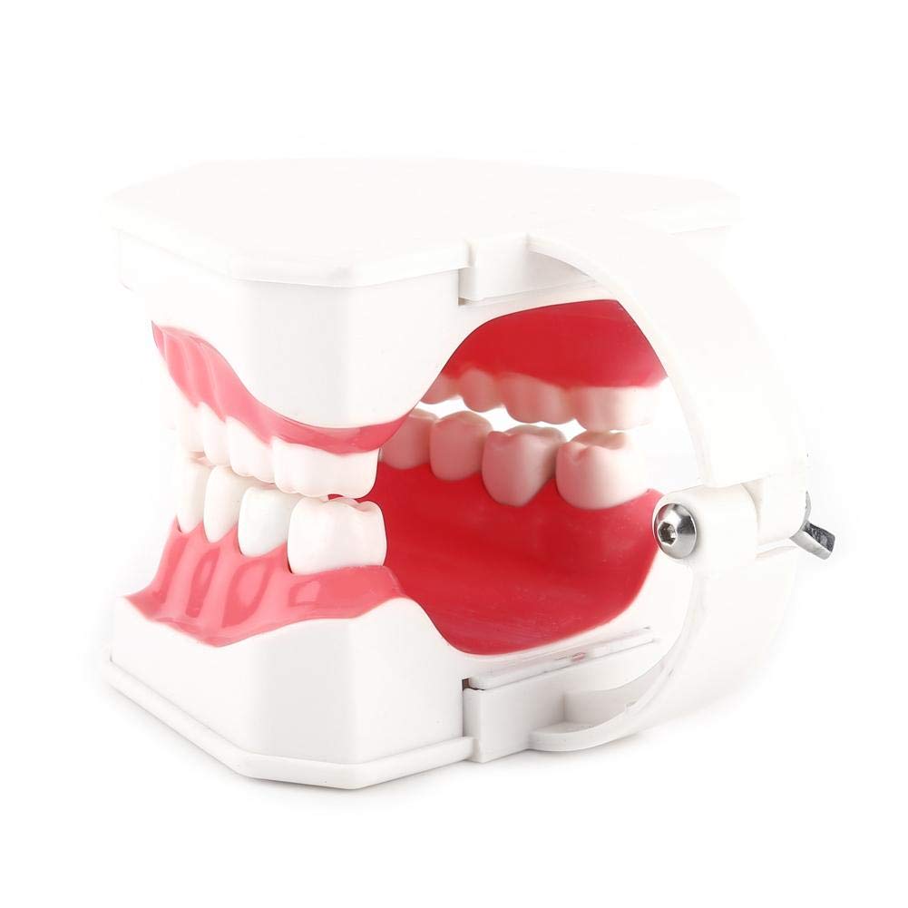 Akozon 1pc Modèle Dentaire 28 Dents Enseignement Dents Brossage Etude Démonstration Dentiste Outil
