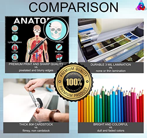 Human Anatomy And Body Systems Posters - Laminated 14X19.5 – Science Educational Charts, Classroom Posters And Decorations, Back To School Supplies, Learning Posters For Biology Class, Stem And Steam Posters #TOP1