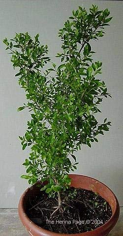 Baby Plants - Live Henna Mehndi Herbal Plant with Plastic Pot (B09C4VWQRN) Amazon Price History, Amazon Price Tracker