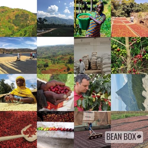 Café en grano Kenya Thagu AB - 2 libras miniatura 5