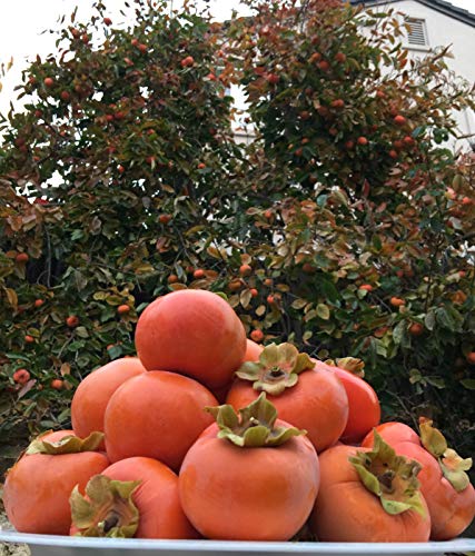 KOKKIA Fremont Stanford Persimmons : 5 lbs, Deliciously Sweet California Fremont Silicon Valley Fuyu Fresh Persimmons. Grown on grounds where Stanford Winery and Vineyard was once located.