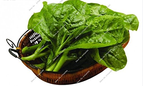 Inizio Bonsai ornamentale commestibile Malabar spinaci Seed Food Garden prelibato ortaggio cibo nutriente Seed 60 pc piante rampicanti - Afbeelding 4