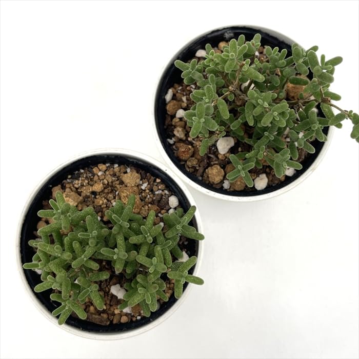 Amazon｜日本花キ流通 多肉植物 hmドロサンテマム グロボーサム 蜜橘