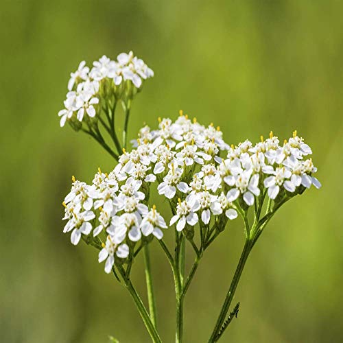 Outsidepride Perennial Achillea Millefolium Yarrow White Wild Flower & Herb Garden Plant - 1/4 Lb #TOP3