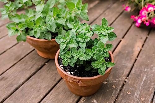 2 Greek Oregano Plants 2 Greek Oregano Plants