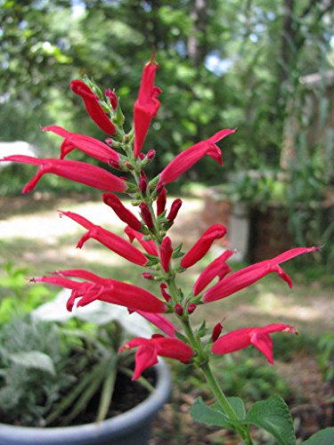10 Seeds PINEAPPLE SAGE Red Salvia Elegans Herb / Flower Seeds