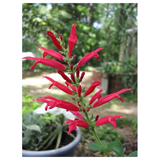 10 semi salvia ananas Rosso Salvia Semi Elegans Herb/Fiore [Rilegato]