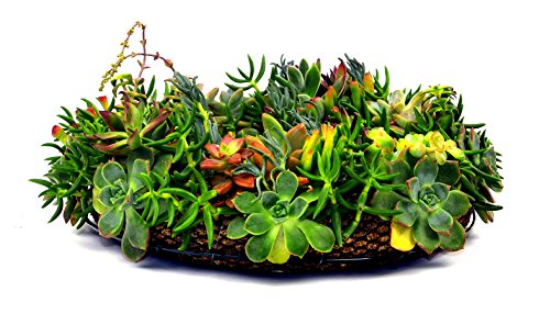 Mosser Lee KEW168 16" Living Wreath